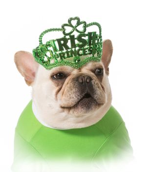 St Patricks Day dog - french bulldog