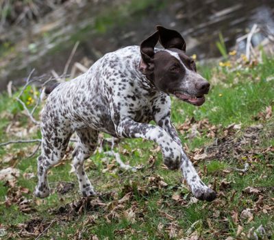 german shorthaired pointer running by the edge of a pond