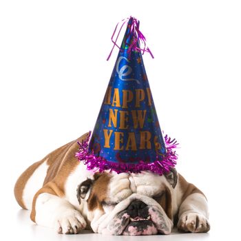 dog wearing happy new year hat on white background - english bulldog
