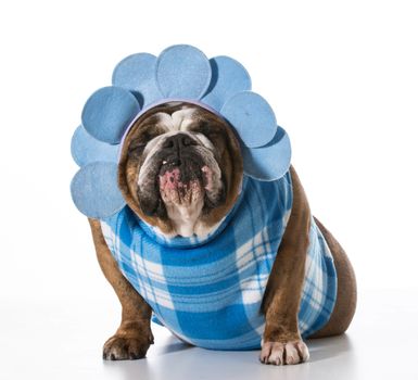 dog with funny expression wearing coat and matching headband on white background - english bulldog