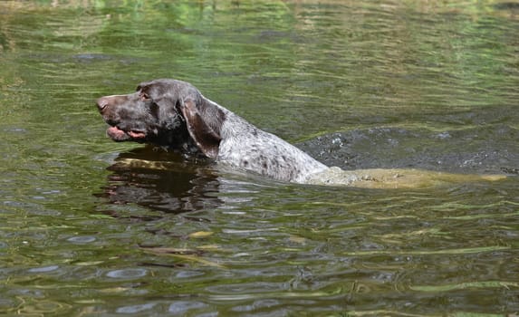 german shorthaired pointer swimming in the river