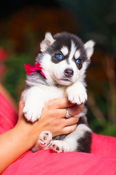 Siberian husky puppy with blue eyes