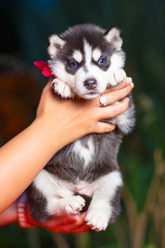 Siberian husky puppy with blue eyes