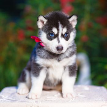 Siberian husky puppy with blue eyes