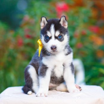Siberian husky puppy with blue eyes