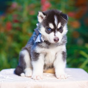 Siberian husky puppy with blue eyes