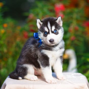Siberian husky puppy with blue eyes