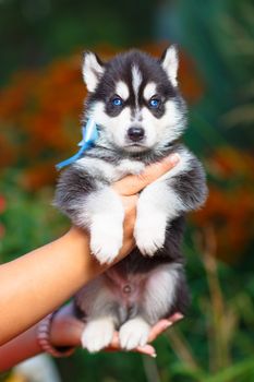 Siberian husky puppy with blue eyes