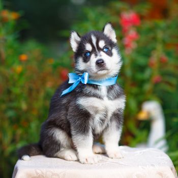 Siberian husky puppy with blue eyes