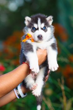 Siberian husky puppy with blue eyes