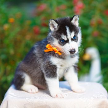Siberian husky puppy with blue eyes