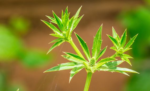 the beautiful green culantro flower on the sweet bokeh background