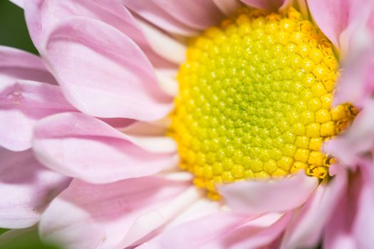 the beautiful close-up of bright pink flower with yellow flower pollen