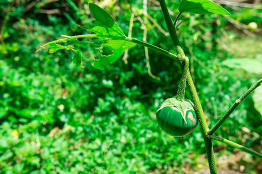 the green eggplant in her bush grown in a greenhouse