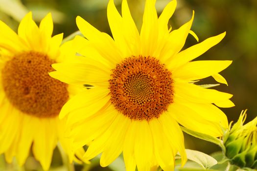 Close-up. Beautiful sunflowers on the field