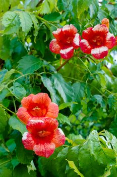 beautiful red flowerses
