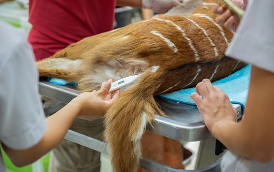 verterinarian measuring nyala temperature in hospital