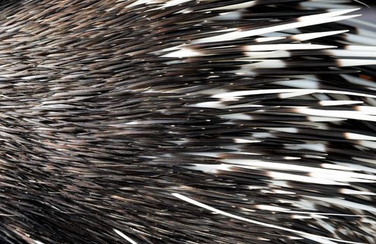 close up picture of a porcupine spine