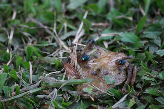 The bluebottles are eating the liquid excrement on the grassland.