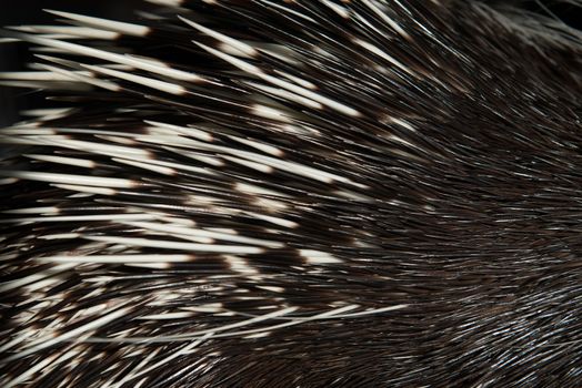close up picture of a porcupine spine