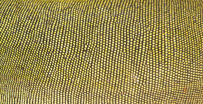 textured of green iguana skin