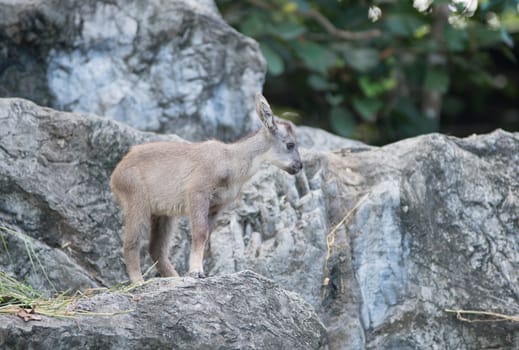 young goral ( Naemorhedus caudatus ) standing on the rock