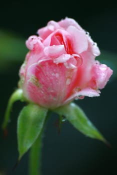 The drops are on a pink rose after raining.