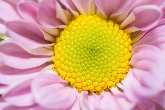 the beautiful close-up of bright pink flower with yellow flower pollen