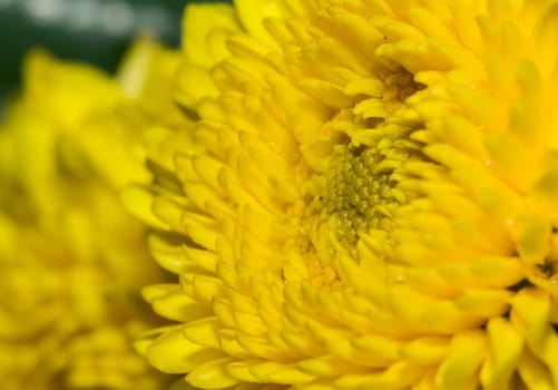 the beautiful close up of yellow flower aster, daisy petal