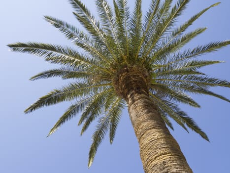bottom view of fresh spreading palm tree 
