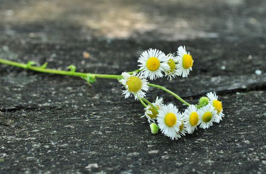 camomiles on a wooden table