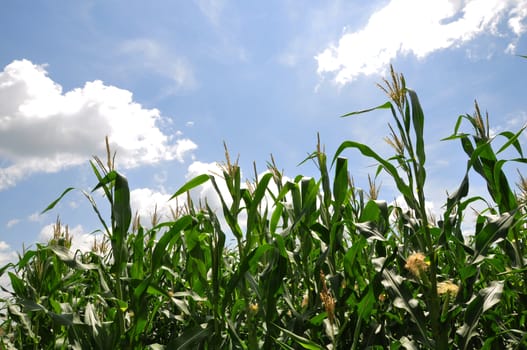 Corn field