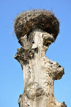 crane nest on an old tree