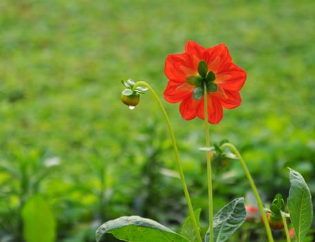 red flower