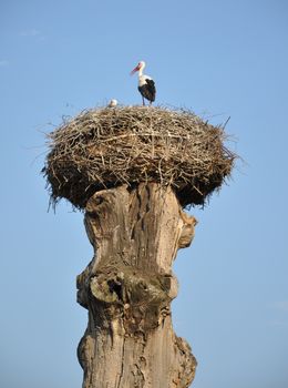 stork in a nest on an old tree