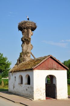 stork in a nest on an old tree