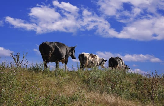 three cows against the blue sky
