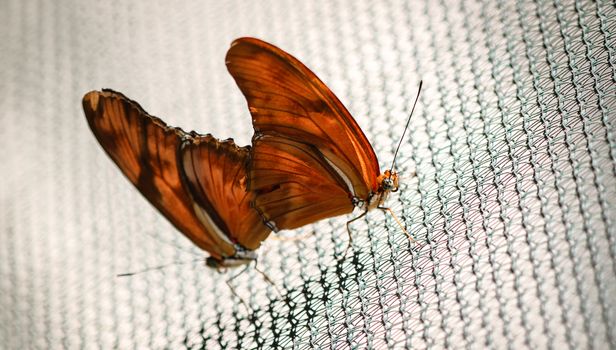 Two colorful Julia Heliconian Dryas Julia butterfly mating.