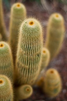 cactus closeup in tropical garden