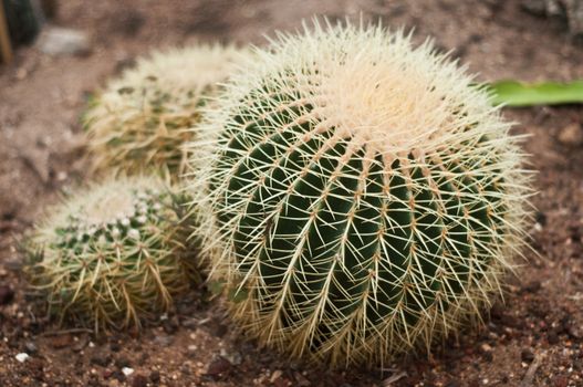 cactus closeup in tropical garden