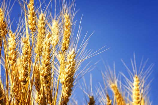 backdrop of ripening ears of yellow wheat field on the sunset cloudy orange sky background Copy space of the setting sun rays on horizon in rural meadow Close up nature photo Idea of a rich harvest 