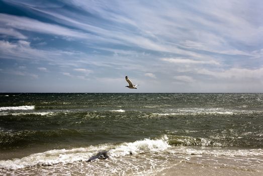 Seagull flying over the stormy sea on a sunny day in summer