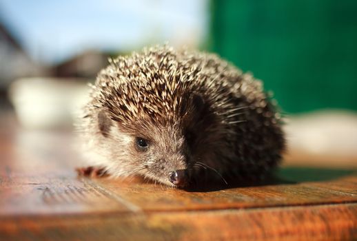 European hedgehog on a background of a wooden table closeup