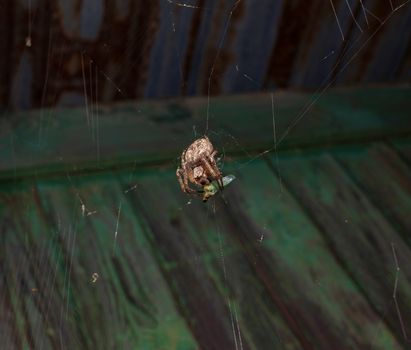 Spider web caught and eats a bug