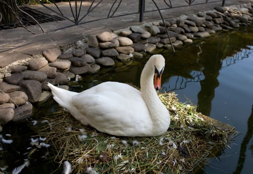 White swan close up in an artificial reservoir sits on a wooden platform