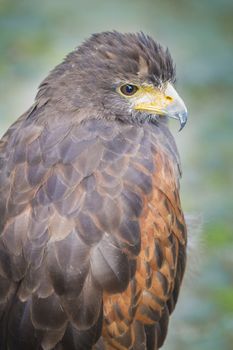 Close-up portrait of an eagle with green background.