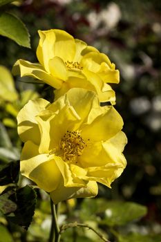 two yellow garden roses in the garden on green background