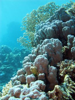 coral reef withe hard corals at the bottom of tropical sea on blue water background
