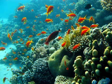 coral reef with orange fishes anthias at the bottom of tropical sea on blue water background