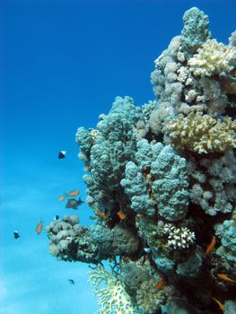 coral reef with hard corals  at the bottom of tropical sea on blue water background